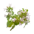 Orégano