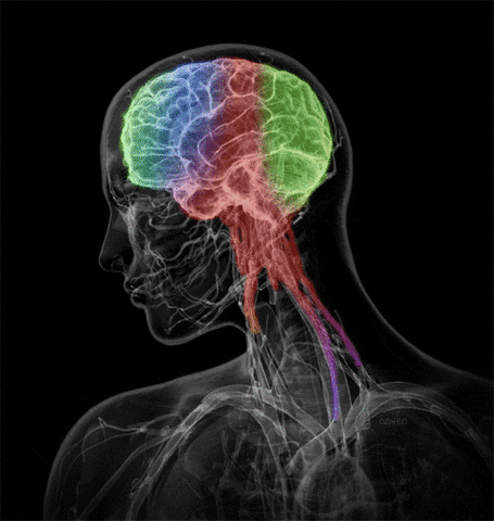 nervous system.gif