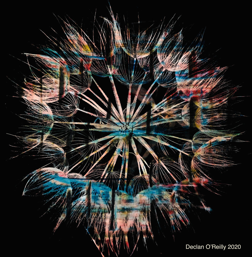 Dandelion Pink & Blue