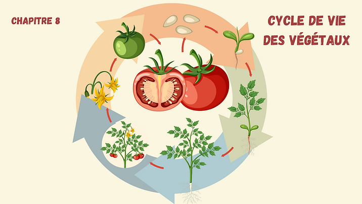 6C8 Cycle végétaux.png