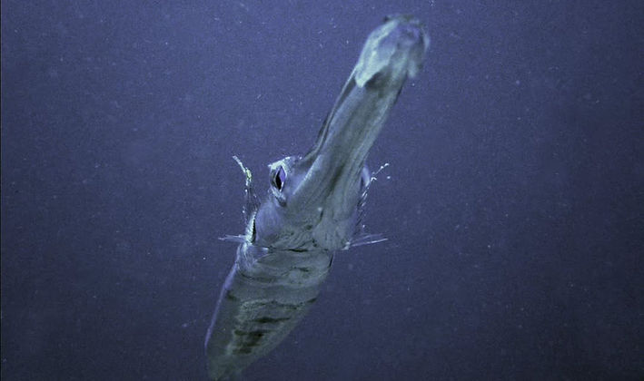 Trumpetfish commonly seen while scuba diving in Amed and Tulamben