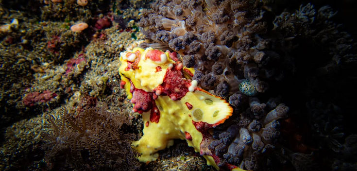 Macro shot of nudibranch and marine life on Japanese Shipwreck, Bali