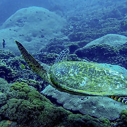 Green turtle swimming over coral reef during a dive in Bali’s clear tropical waters