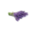 Lavish Lavendar