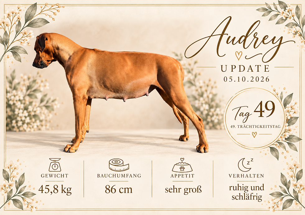 Rhodesian Ridgeback Hündin Audrey am 49. Trächtigkeitstag – Pregnancy Update des SaltCity Paws A-Wurfs 2026