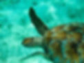 Tobago Cays 5.jpg