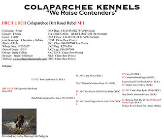 Rebel Hunting Labs Pedigree.jpg
