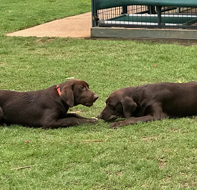 Rebel and Trouble.heic