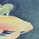 Thumbnail: Fish Watercolour Painting: Koi Fish | Anne Armand