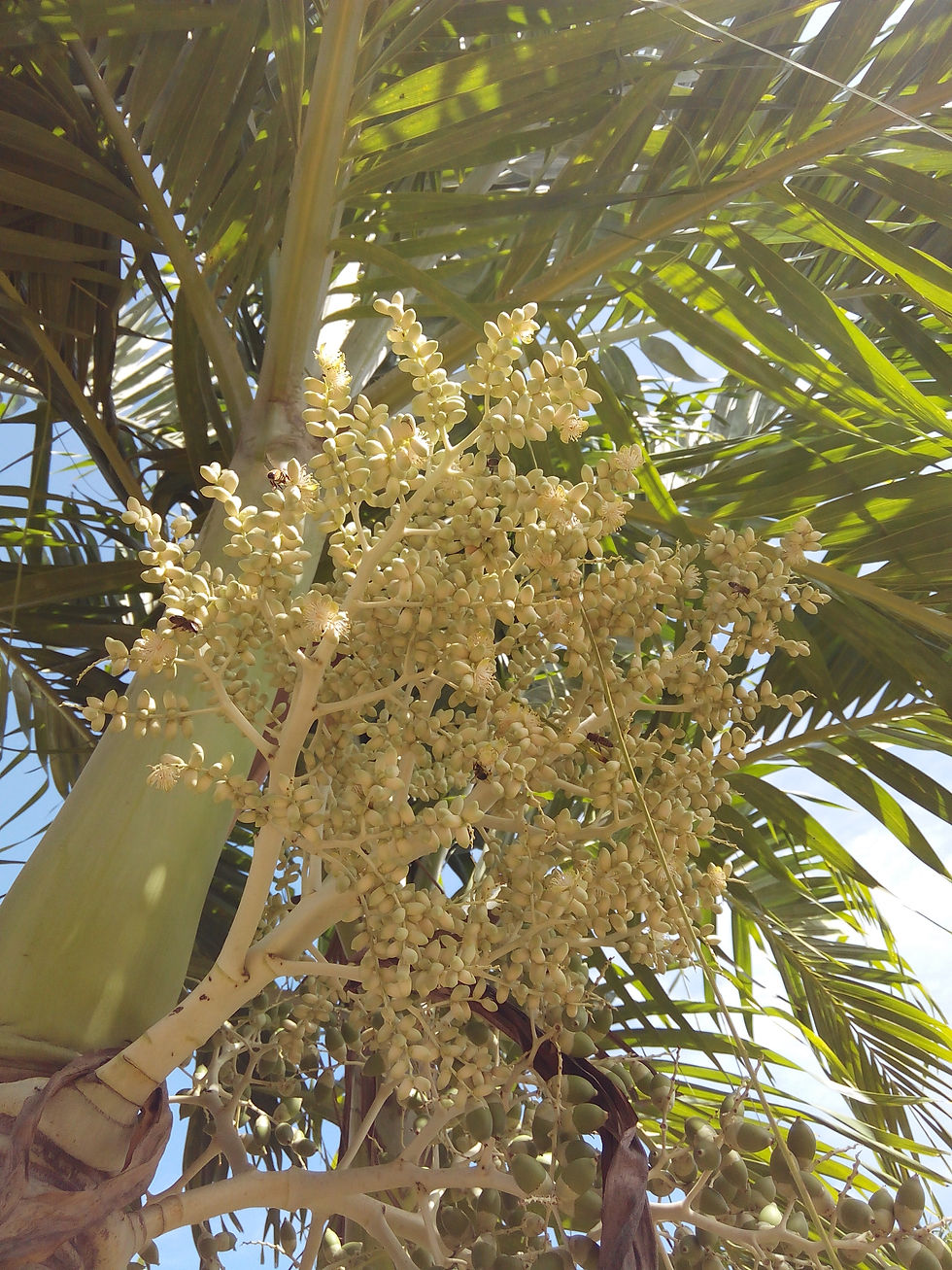 Royal palm
