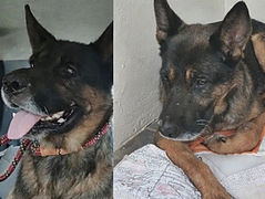 Cachorra resgatada em São Lourenço precisa de cirurgia e mobiliza campanha solidária