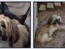 Família busca por cão desaparecido no Bairro Noêmia