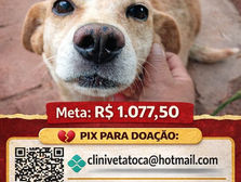 Campanha solidária busca arrecadar recursos para cirurgia de cadela chamada Tutu