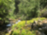 IMG_2033.jpeg