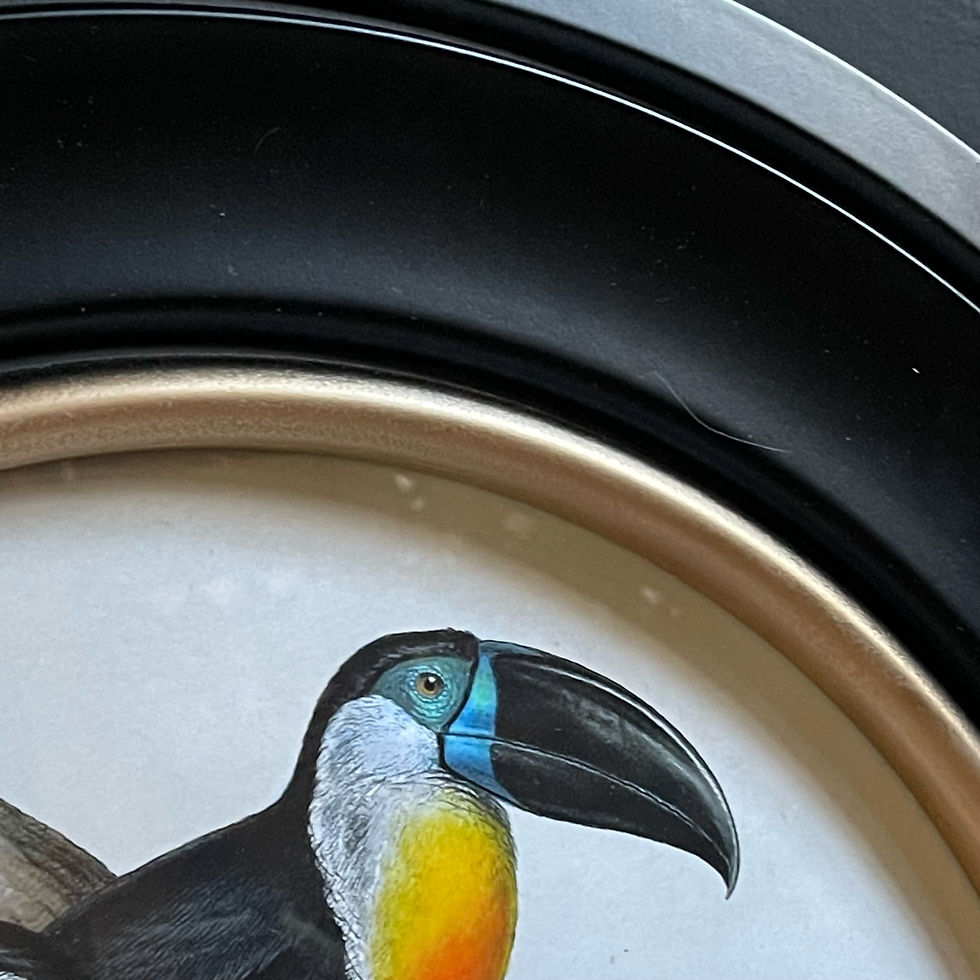 Thumbnail: C.1848 Channel Billed Toucans 44 x 44cm