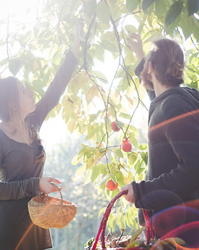 Fruit Picking