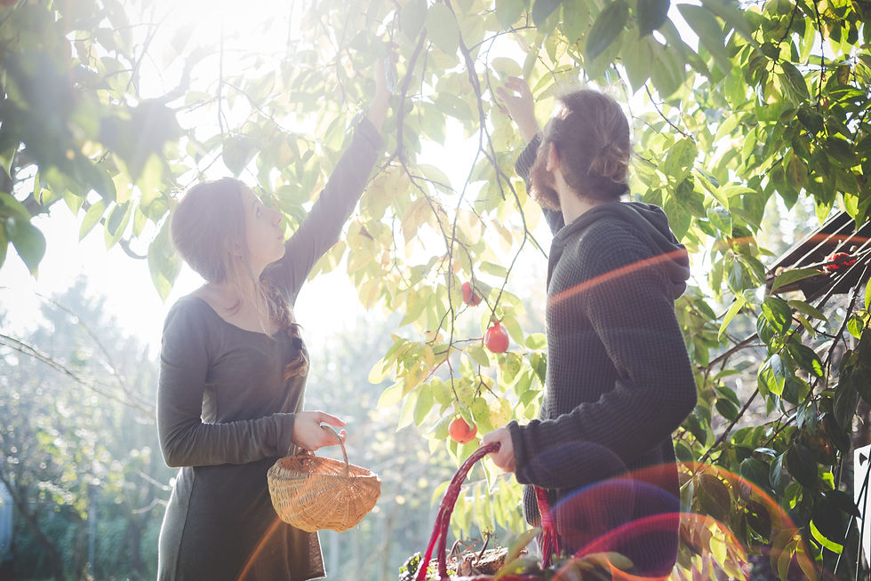 Picking Fruit Outdoors