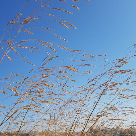 סוגרים שבוע עם גלי קרפט מנחה, מאמנת ומורה מיינדפולנס