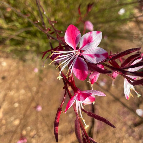 סוגרים שבוע עם גלי קרפט מנחה, מאמנת ומורה מיינדפולנס 