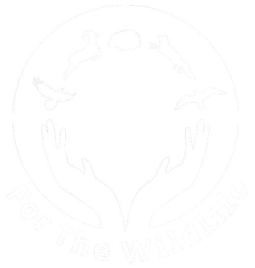 Link to homepage for th wild