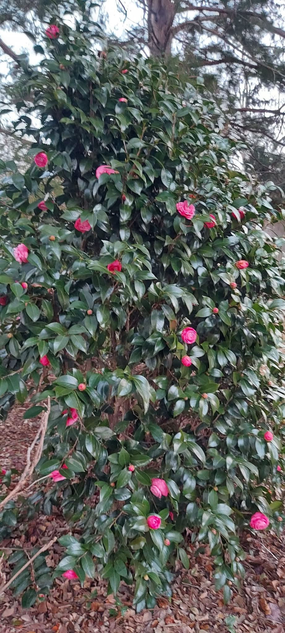 Thumbnail: Camellia Japonica - Jacks