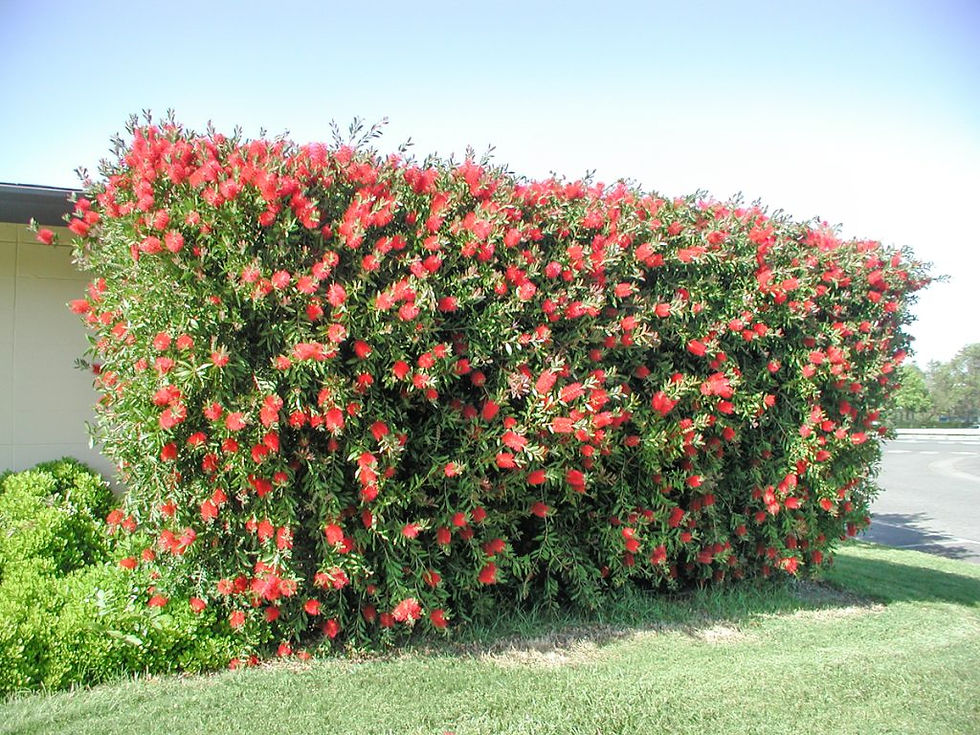 Thumbnail: Bottlebrush - Slim