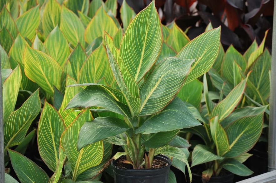Thumbnail: Canna Lily - Pretoria