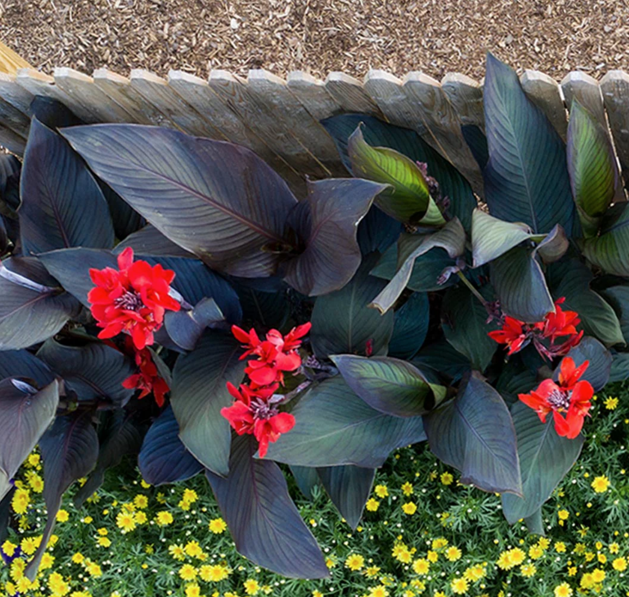Canna Lily - Red Velvet 