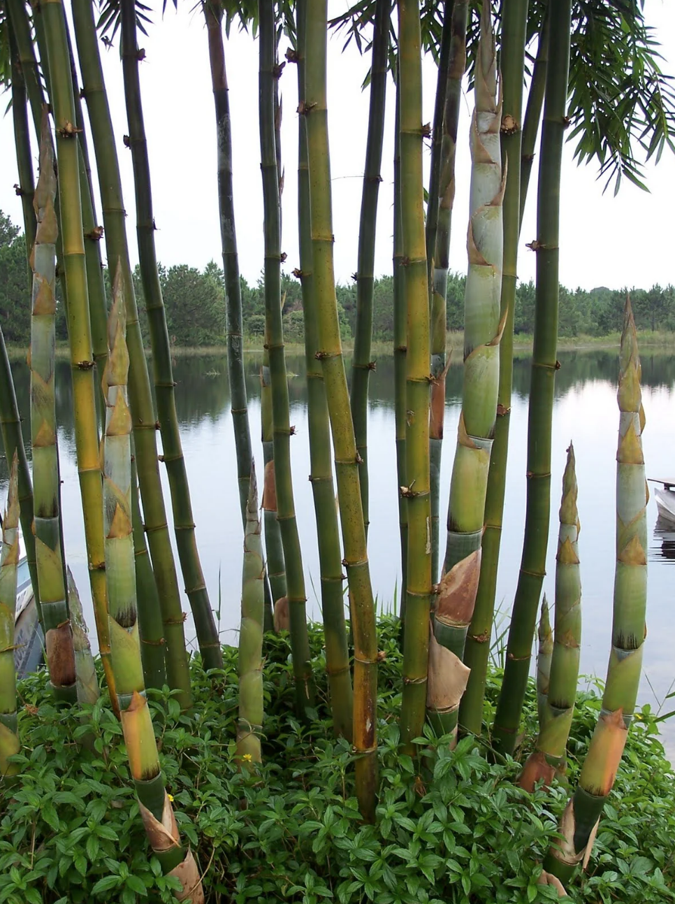 Thumbnail: Bamboo - Giant Timber