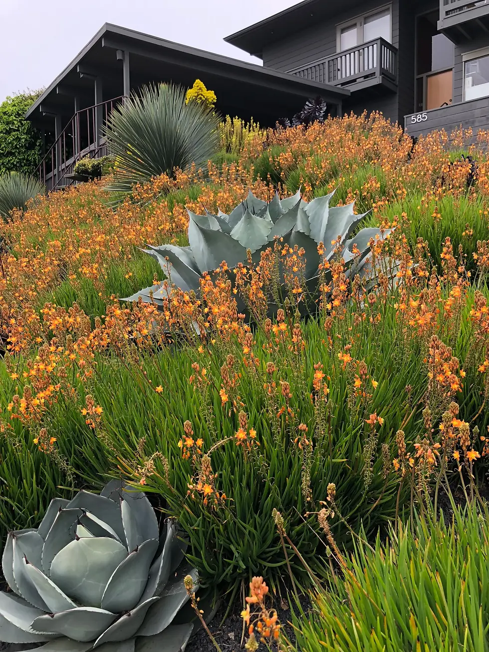 Thumbnail: Bulbine - Orange