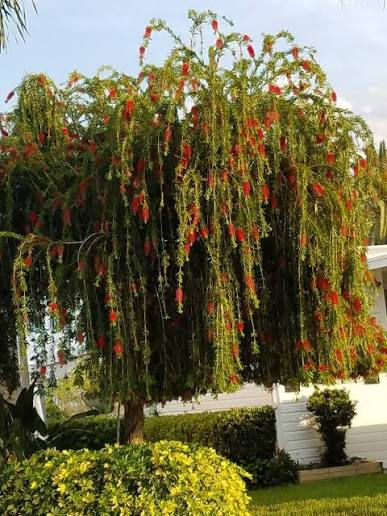 Thumbnail: Bottlebrush - Weeping