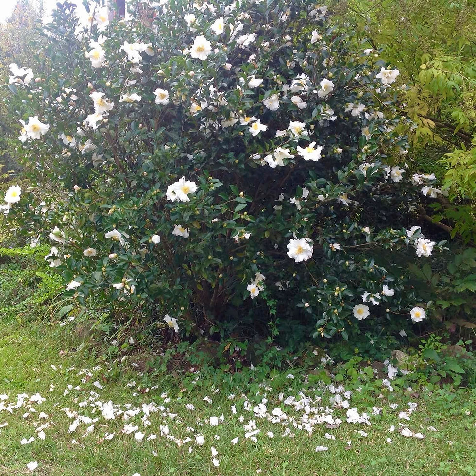 Thumbnail: Camellia Sasanqua - Setsugekka 