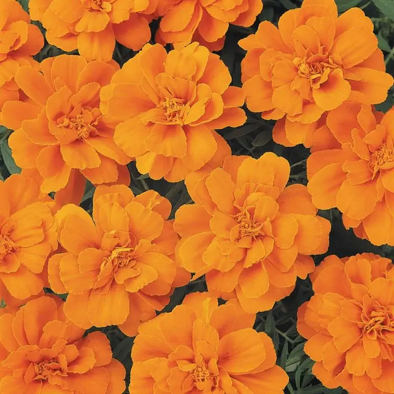 Thumbnail: Marigold - Durango - 10ct