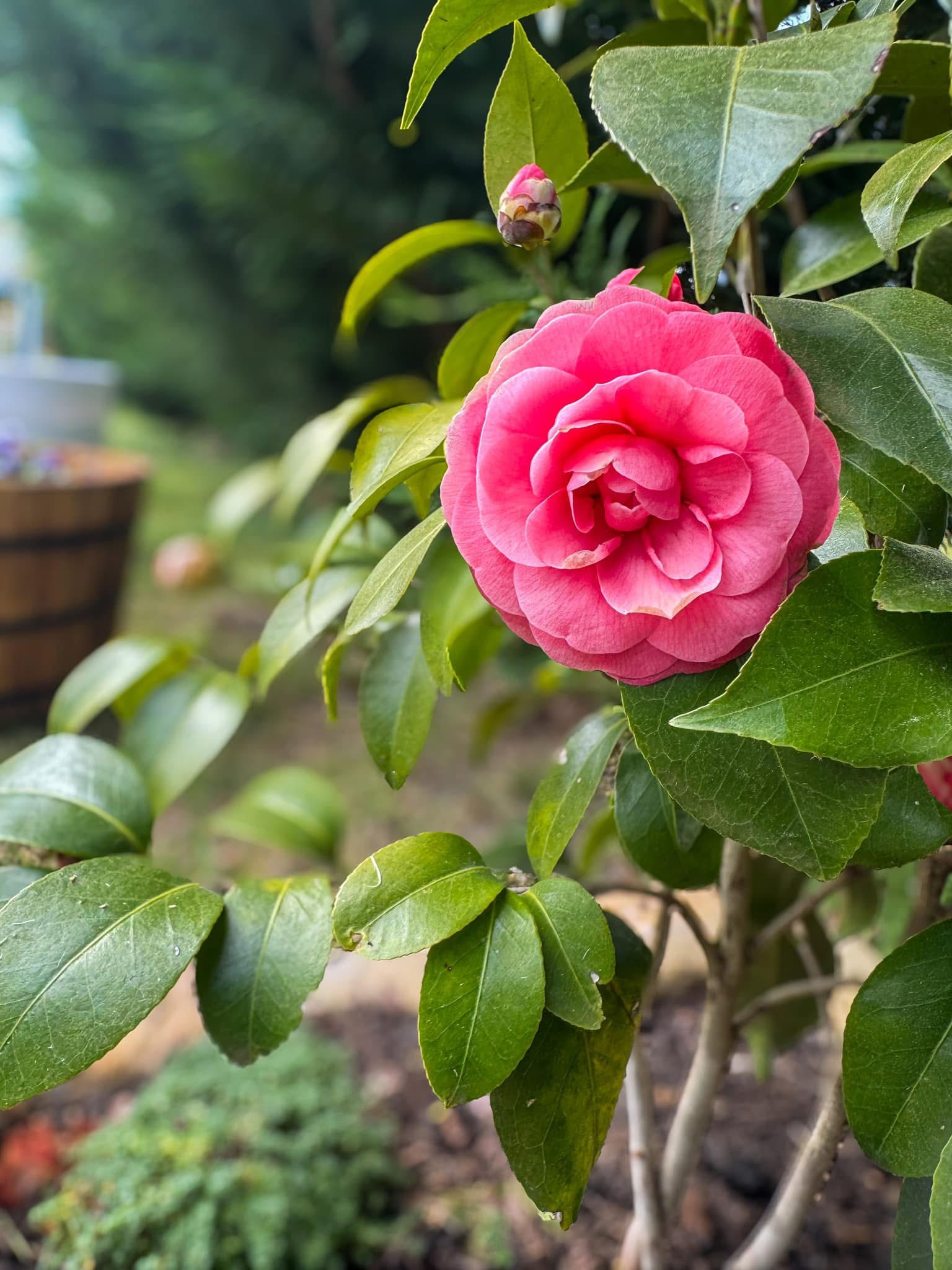 Camellia Japonica - Jacks