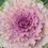 Thumbnail: Ornamental Cabbage & Kale - Osaka - 10ct.