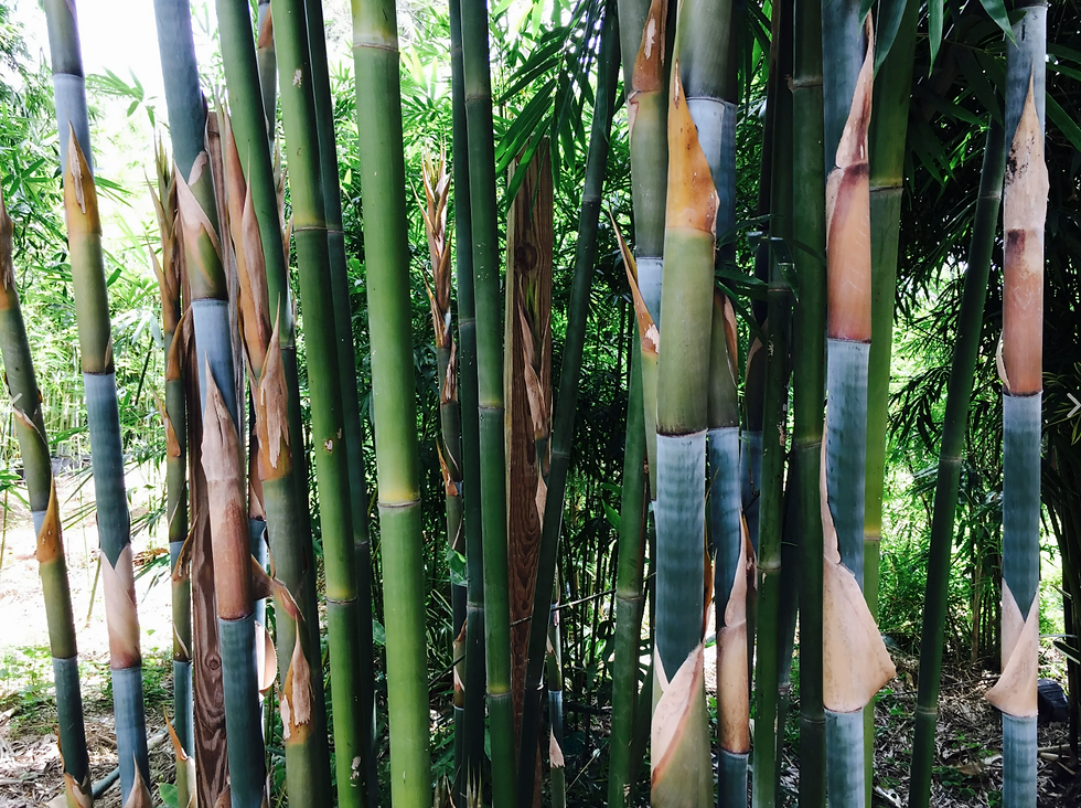 Thumbnail: Bamboo - Emerald