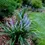 Thumbnail: Liriope - Super Blue