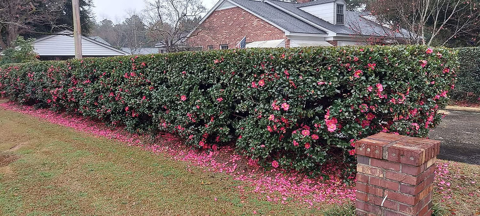 Thumbnail: Camellia Sasanqua - Kanjiro 