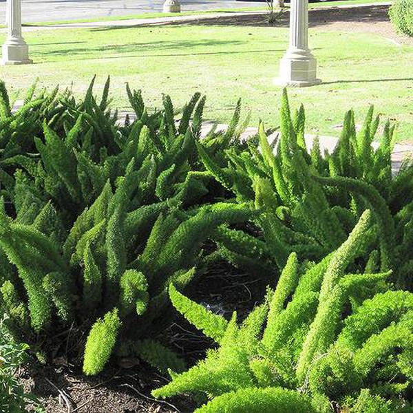 Thumbnail: Fern - Foxtail Fern