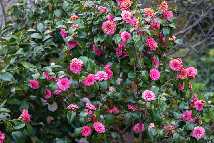 Thumbnail: Camellia Japonica - Early Autumn (Early Wonder)