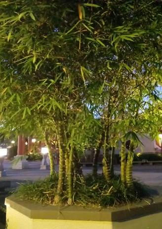 Thumbnail: Bamboo - Dwarf Buddha Belly