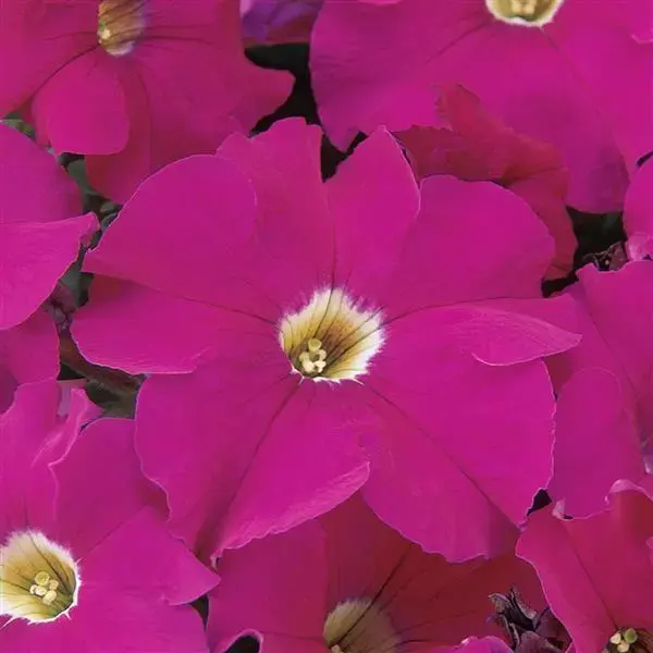 Thumbnail: Petunia - Dreams - 10ct.