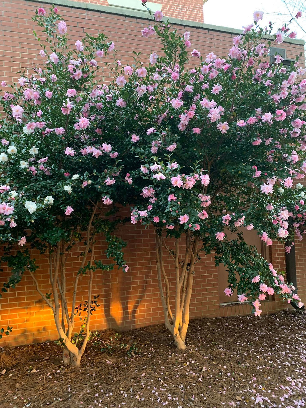 Thumbnail: Camellia Sasanqua - Cotton Candy 