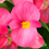 Thumbnail: Begonia - Eureka Green Leaf - 10ct.