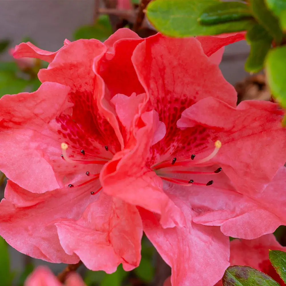 Azalea - Fashion (Salmon/Pink)