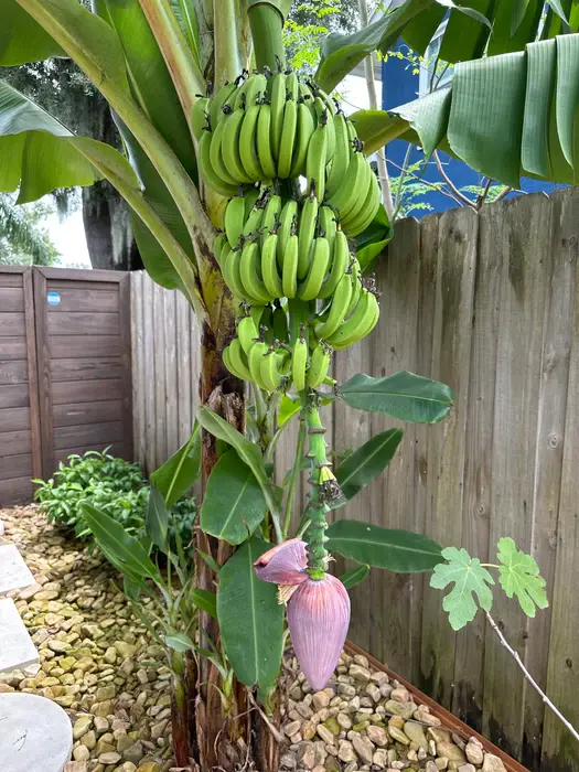 Thumbnail: Banana - Musa Dwarf Cavendish​