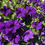 Thumbnail: Petunia - Pretty Grand - 10ct.