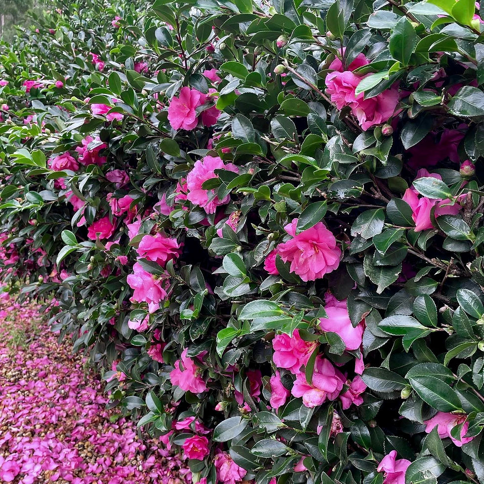 Thumbnail: Camellia Sasanqua - Shishi Gashira 