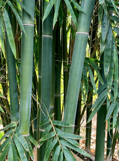 Thumbnail: Bamboo - Emerald