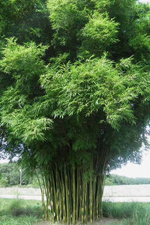 Thumbnail: Bamboo - Graceful Bamboo